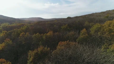 Flight over the edge of the forest with a view of the clouds Stock Footage 153025438