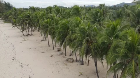 Flight over empty beach showing beautiful palm trees and mountains. Stock Footage 204119058