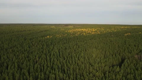 Flight over the endless autumn forest Stock Footage 163126929