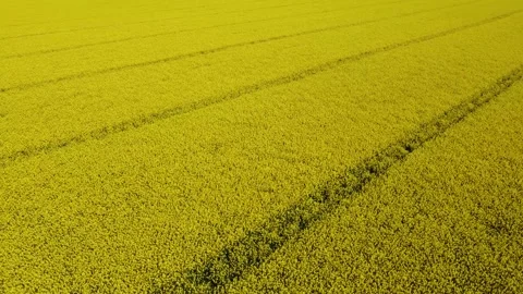 Flight over an endless field of yellow flowering rapeseed Stock Footage 248250116