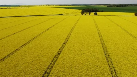 Flight over an endless field of yellow flowering rapeseed Stock Footage 248250148