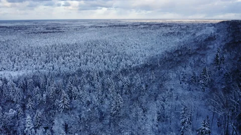 Flight over an endless forest in winter Stock Footage 170446782