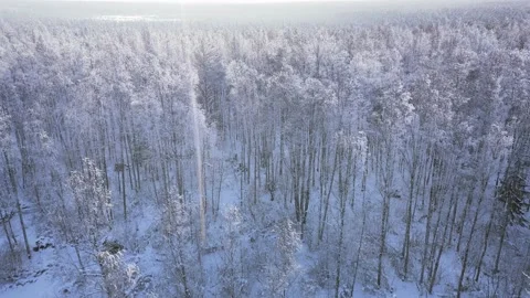 Flight over endless white winter forest at sunset Stock Footage 149645571