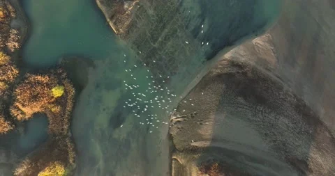 Flight over epic large flock of birds. Flying over blue lake in natural color Stock Footage 198353812