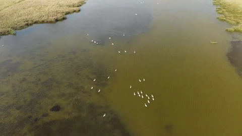 Flight over the Estuary, Ducks and Swans, the Black Sea Stock Footage 97633989