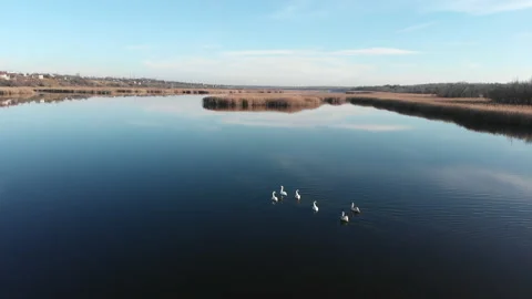 Flight over the estuary of a river. White swans float on the river. Stock Footage 157829137