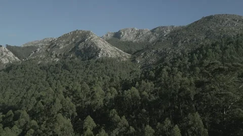 Flight over a Eucalyptus plantation in Spain. Asturias. Stock Footage 252305650