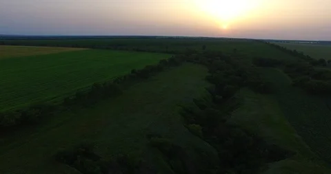 Flight over extensive green fields near among forests during sunset Stock Footage 89683937