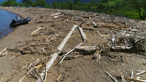 Flight over fallen tree trunks. 스톡 동영상 88726187