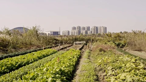 Flight over farmer fields, low angle and across golden yellow field b-roll Stock Footage 119462115