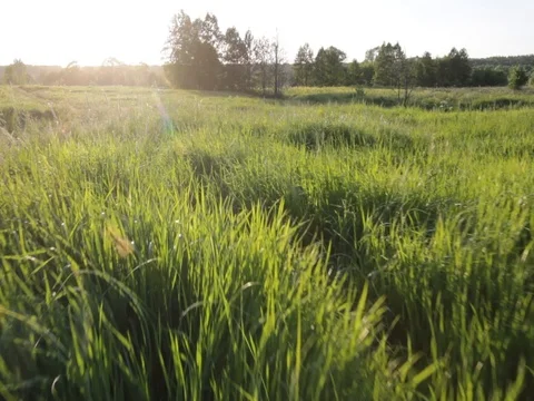 Flight over the feild.Nature.Helicopter.Summer day. Stock Footage 100322296