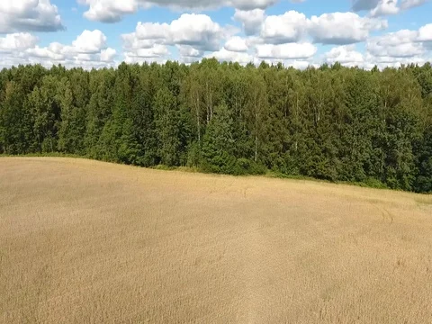 Flight over a field of barley to the forest on a sunny day  Stock Footage 70346584