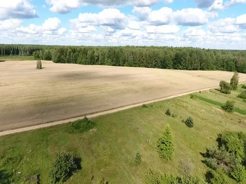 Flight over a field of barley to the forest on a sunny day Stock Footage 70346934