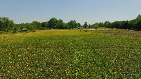 Flight over the field of blackbrickers Stock-Footage 119278041