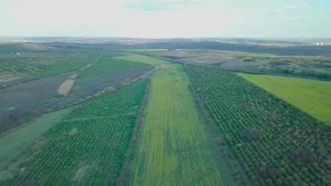 Flight over a field of blooming rapeseed, yellow flowers are planted all over Stock Footage 134538692
