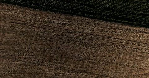 Flight over a field of corn and wheat Stock Footage 64931676