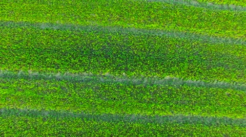 The flight over a field of corn 動画素材 62770749