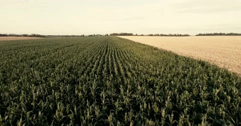 Flight over a field of corn Stock Footage 64930280