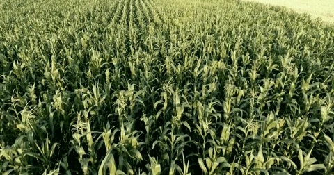 Flight over a field of corn Stock Footage 64934916