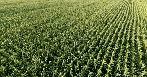 Flight over a field of corn Stock Footage 64939180