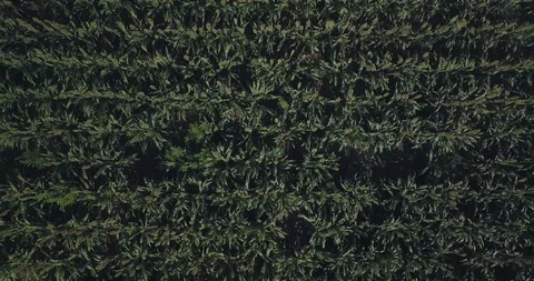 Flight over the field with corn on a hot day Stock-Footage 93176376