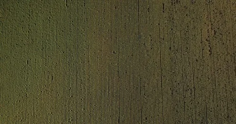 Flight over the field with corn on a hot day Stock Footage 93176510