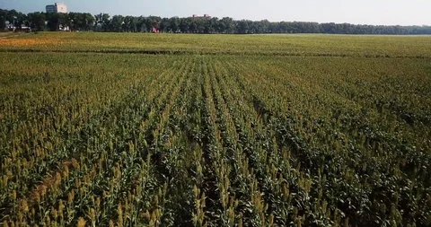 Flight over the field with corn on a hot day Stock Footage 93176523