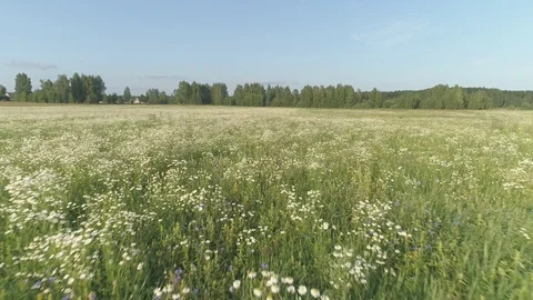 Flight over the field with daisies. 스톡 동영상 100258022