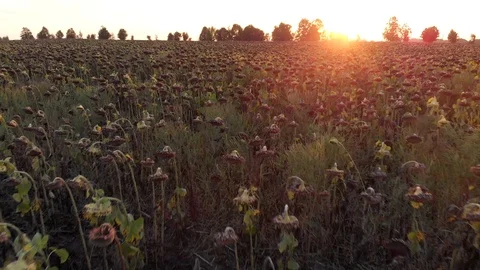 Flight over field of dried sunflower at the sunset 3 Stock Footage 107029422