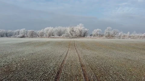 Flight over field with emerging winter grain with tractor wheel tracks Stock Footage 168490688