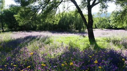 Flight over a field of flowers Stock-Footage 137038451
