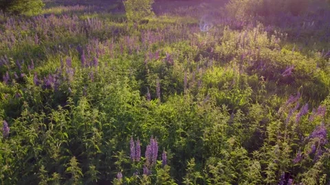 Flight over a field with flowers at sunset. Drone view of lupins Stock Footage 197472850