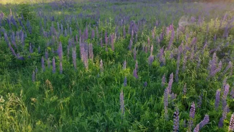 Flight over a field with flowers at sunset. Drone view of lupins Stock Footage 197472947