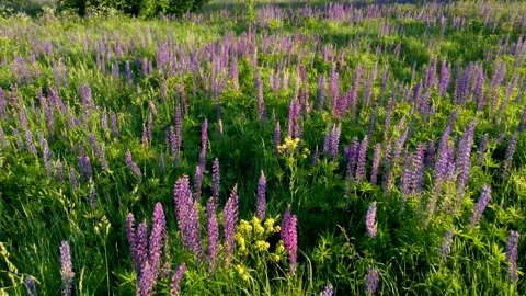 Flight over a field with flowers at sunset. Drone view of lupins Stock Footage 197473022