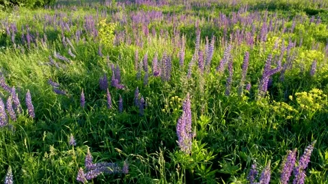 Flight over a field with flowers at sunset. Drone view of lupins Stock Footage 197473127