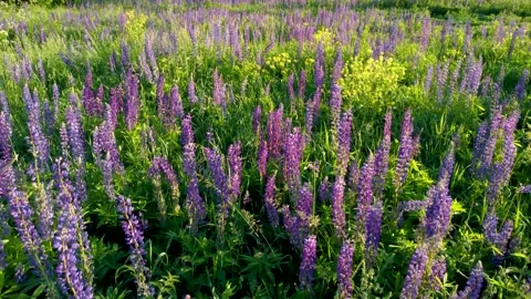 Flight over a field with flowers at sunset. Drone view of lupins Stock Footage 197473390