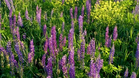 Flight over a field with flowers at sunset. Drone view of lupins Stock Footage 197473481