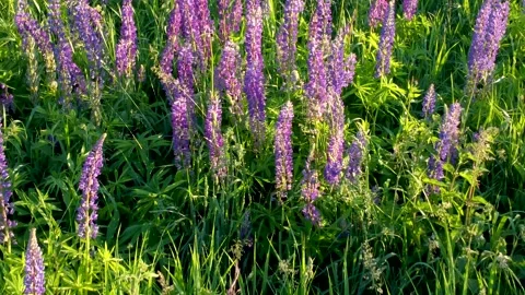 Flight over a field with flowers at sunset. Drone view of lupins Stock Footage 197473599