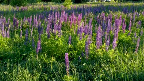 Flight over a field with flowers at sunset. Drone view of lupins Stock Footage 197473737
