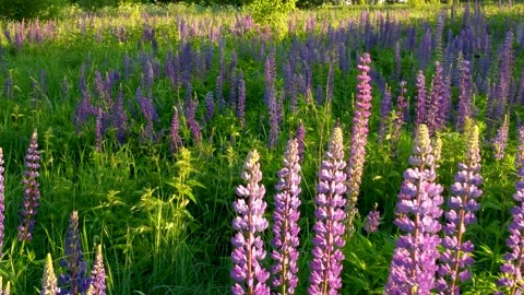 Flight over a field with flowers at sunset. Drone view of lupins Stock Footage 197473824
