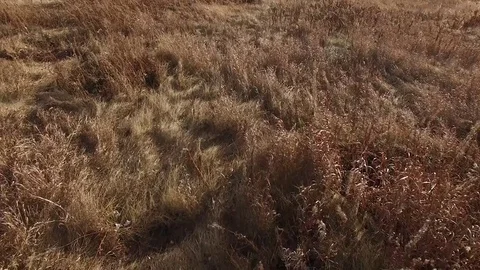 Flight over the field Stock Footage 82053807