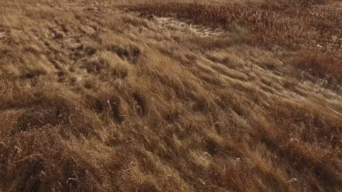 Flight over the field Stock Footage 82054645