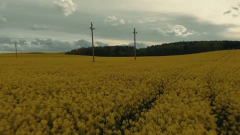 Flight over the field Stock Footage 130636501