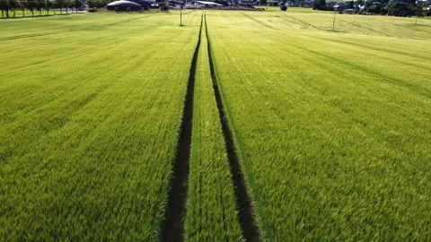 Flight over a field Stock Footage 157009913