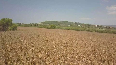 Flight over field in Greece Stock Footage 95888330
