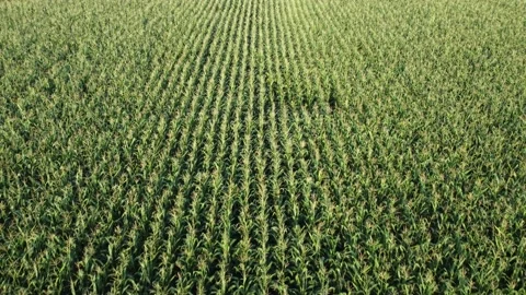 Flight over a field of green corn, ripening corn in an agricultural field. Stock Footage 159419395