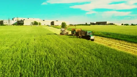 Flight over the field of legumes, the work of the combine. Harvest farm Stock Footage 134684412