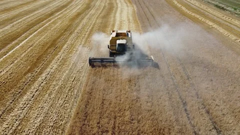 Flight over the field, oats, view from height combine harvester removes oats Stock Footage 219489160