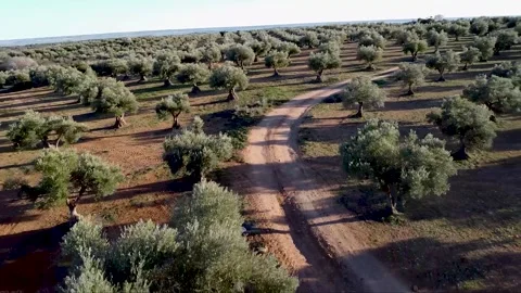 Flight over a field of olive trees with reddish earth Stock Footage 313273006