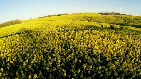 Flight over a field with rape Video stock 76098783